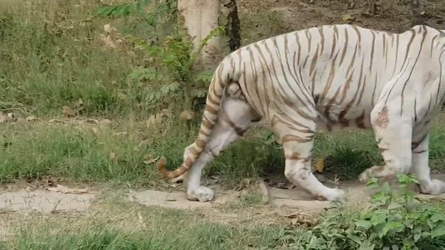 Kolkata alipur zoo || Alipur chiriakhana || আলিপুর চিড়িয়াখানা ||west bengal|pets and animals#2023 смотреть онлайн