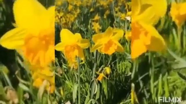 300010524-SP  Всем желаю весны в душе, радости и счастья (0.31)