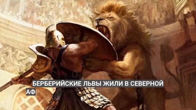 Последний берберийский лев. За час до исчезновения всего вида смотреть онлайн