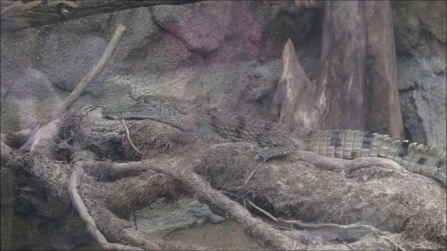 Australien-Krokodil im Zoo Dresden смотреть онлайн