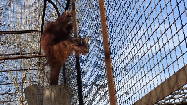 Орангутан Дана решила поиграть веточкой! Тайган Orangutan Dana decided to play with a twig! Taigan смотреть онлайн