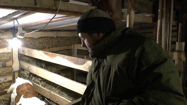 Дойка первотёлки/ Кормление телёнка и Тест на мастит/ #ПереездНаАлтай#ПереездВдеревню смотреть онлайн