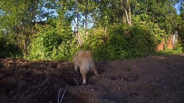 собака помогает сажать картошку смотреть онлайн