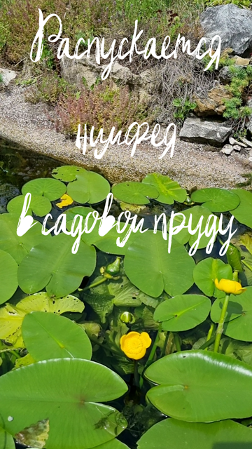 Распускается нимфея в садовом пруду смотреть онлайн