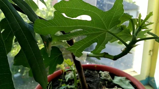 Прививки инжира. Обзор результата смотреть онлайн