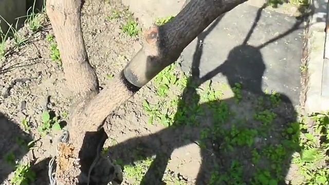 Как защитить дерево от муравьёв за 2 минуты. Самый простой способ. смотреть онлайн