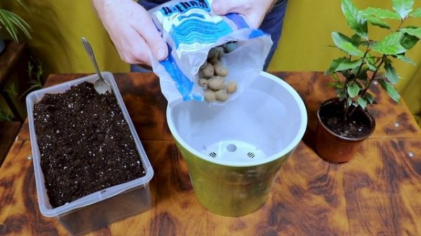 Особенности выращивания лавра дома