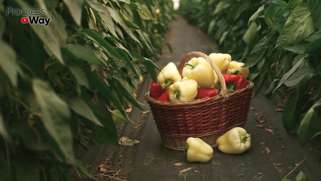 Перцы созреют всего за несколько дней! Надо Сделать смотреть онлайн