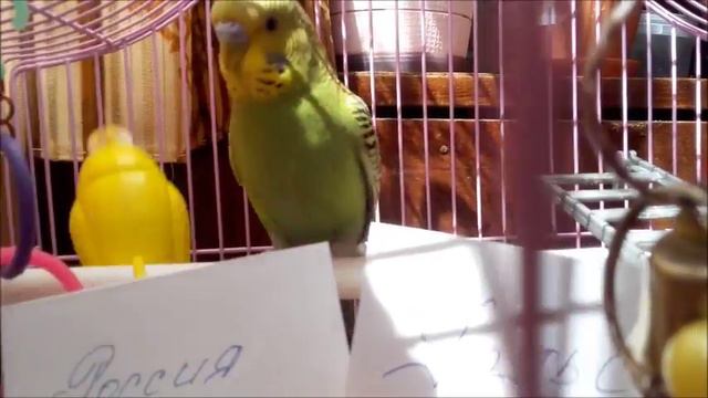 Предсказание счёта матча Россия-Уэльс от Арчи смотреть онлайн