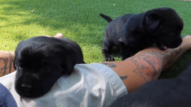 Black Lab Puppies First Adventure Outside!! смотреть онлайн