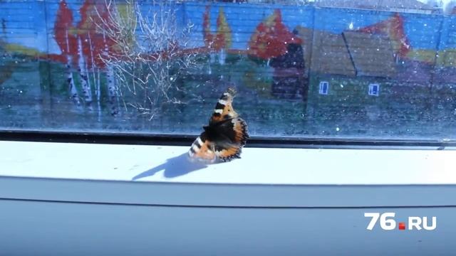 Бабочка с весною в сени к нам летит смотреть онлайн