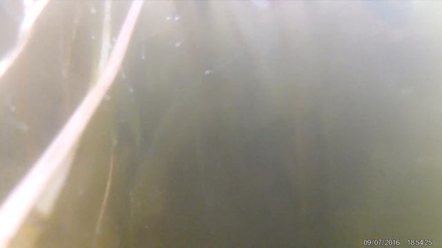 Подводная съемка на EKEN H9 Action Camera смотреть онлайн