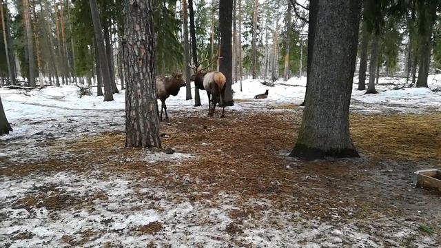Дерутся за самку смотреть онлайн