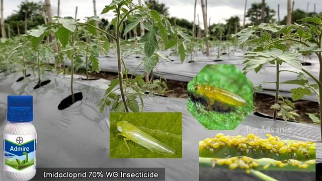 Bayer Admire insecticide | Imidacloprid 70% WG | systemic insecticide #TAACचैनल смотреть онлайн