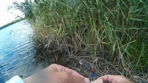 Ингулец. Рыбалка на макушатники. Ловля карася на макуху в августе. Рыбалка в Садово.