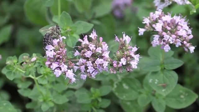 Origanum Vulgare - Oregano