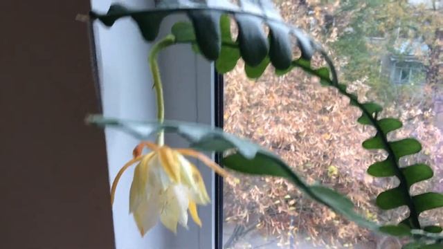 Эпифиллум угловатый (Epiphyllum Anguliger) , цветение, уход, укоренение 2019 год смотреть онлайн