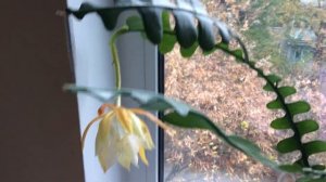 Эпифиллум угловатый (Epiphyllum Anguliger) , цветение, уход, укоренение 2019 год