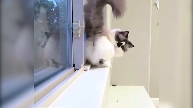 Кот танцует, как Майкл Джексон смотреть онлайн