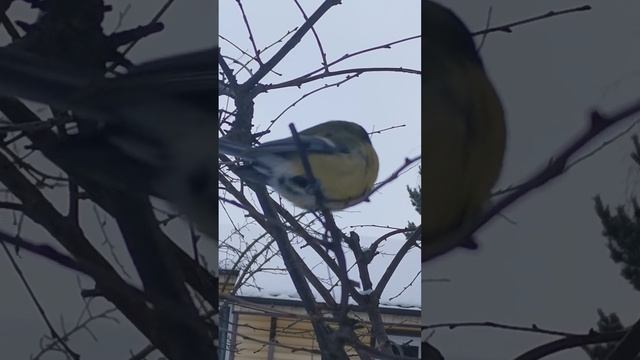 Синичка просит орех смотреть онлайн