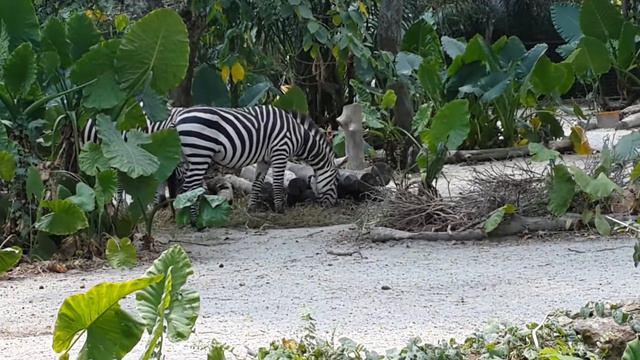 Сингапур Зоопарк /SINGAPORE ZOO/ ЛУЧШИЙ ЗООПАРК В МИРЕ. Зебра