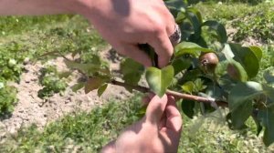 [Прививка растений] Прививка груши. Прививочный секатор. Результат прививки. Так сможет каждый.