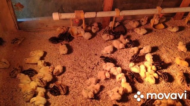 ЛПХ - личное подсобное хозяйство Андрея и Ирины ? смотреть онлайн