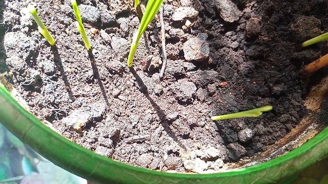 Вырастить финиковую пальму из косточки в домашних условиях смотреть онлайн