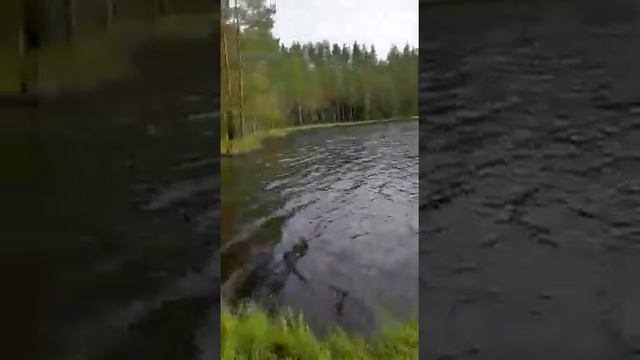 озеро Лебяжье, на экотропе в Ленинградской области. смотреть онлайн