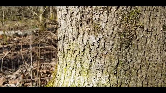 Весенняя прогулка в лесу . Прогулка на природе . смотреть онлайн