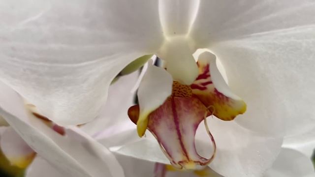 Праздничная витрина с орхидеями в Бауцентре 2 мая 2021г.