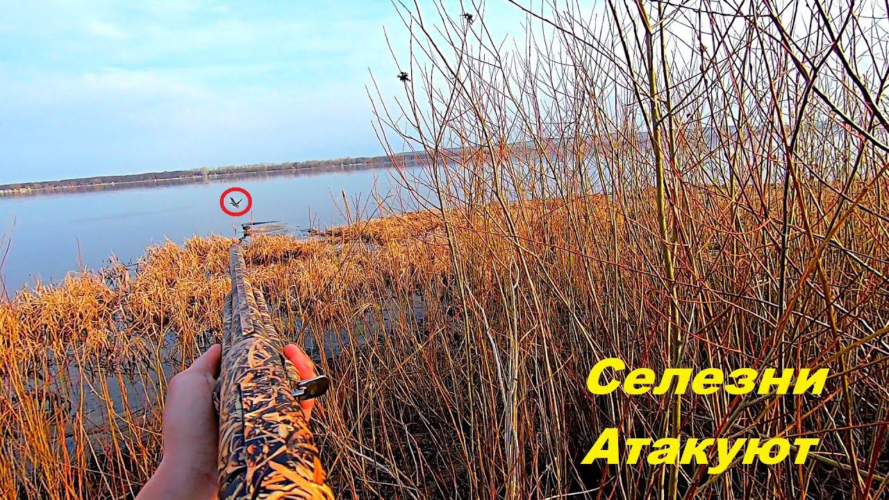 ЛУЧШАЯ ОХОТА С ПОДСАДНОЙ на Волге. Селезни парами садятся к подсадной / MAX HUNTER смотреть онлайн