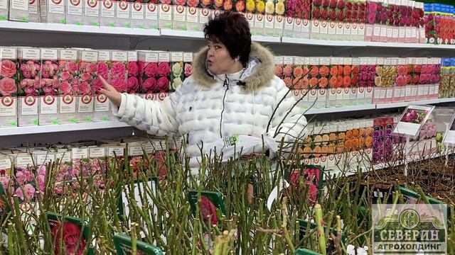 Как сохранить розы? смотреть онлайн