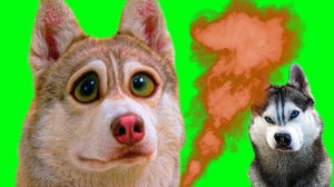 Я НАВАЛИЛ В ПОСТЕЛЬ!! (Хаски Бублик) Говорящая собака Mister Booble