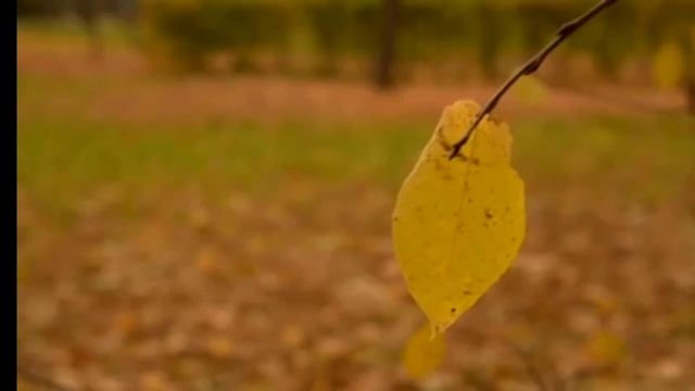 Осенний лист#стихи смотреть онлайн