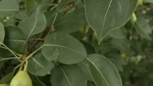 Районированные груши для Сибири