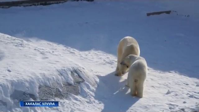 БЕЛЫЕ МЕДВЕДИ КОЛЫМАНА И ЛОМОНОСОВ смотреть онлайн
