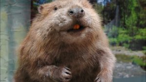 Жительница Кургана вызвала полицию на труп мужчины бобра