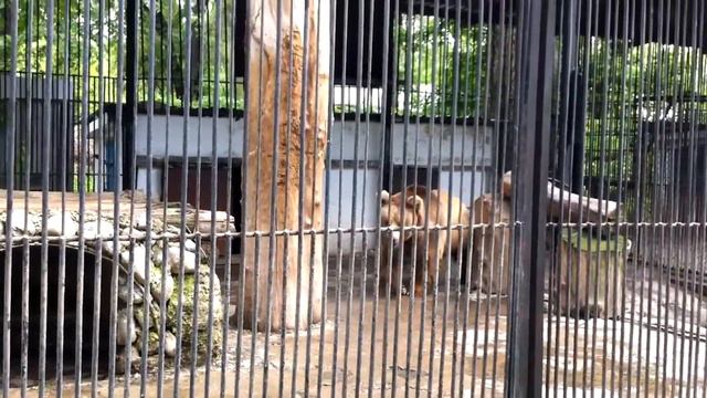 Алматинский зоопарк | Almaty Zoo №4 смотреть онлайн