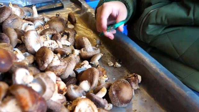 Выращивание грибов Шиитаке на промышленных плантациях. Много грибов не бывает. смотреть онлайн