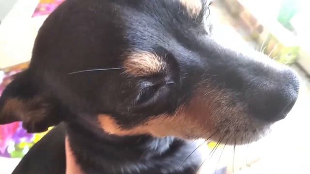 Вечерний стрим с ботиком смотреть онлайн