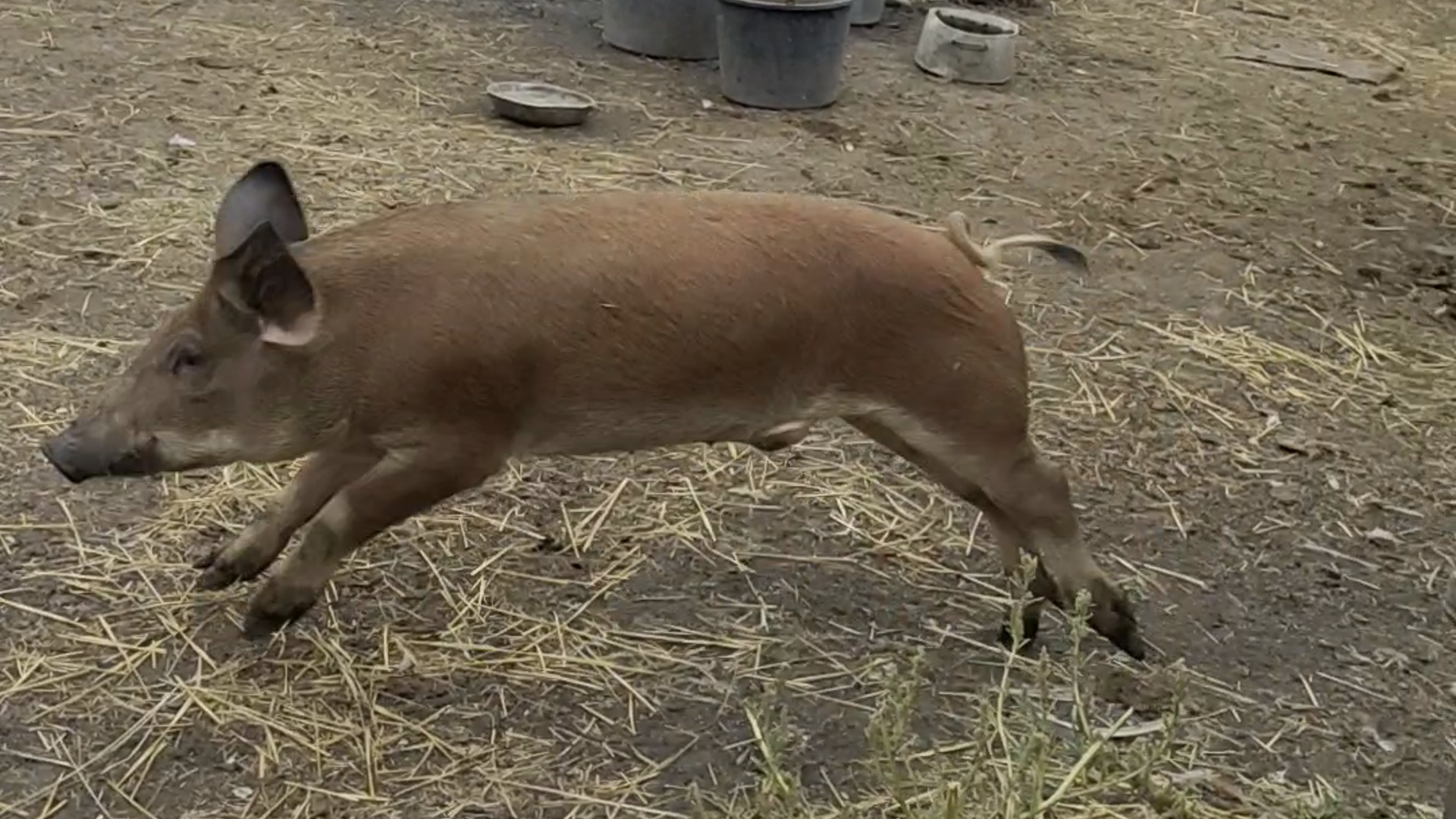 Хряк выбежал из свинарника. Загоняем с бабушкой хряка смотреть онлайн