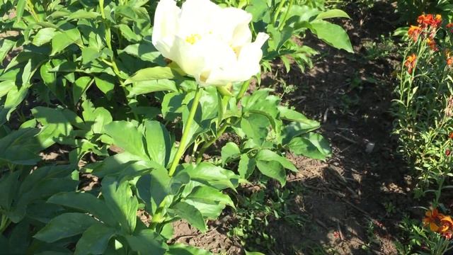 Пион MOONRISE/Мунрайз