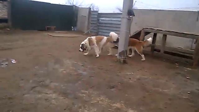 Служебные собаки 2 (service dogs) МС смотреть онлайн