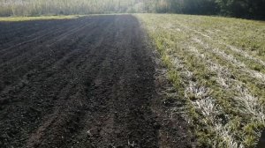 Гербицид по картофелю. Лазурит.