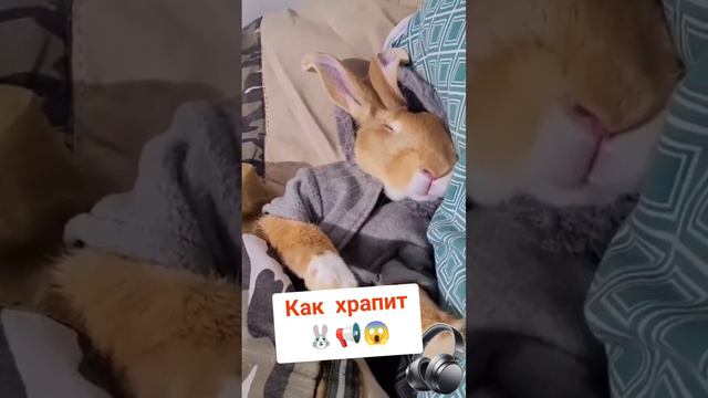 Как спят кролики ❤️ смотреть онлайн