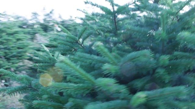 16 216 Пихта Нордмана срезанная 1.75 – 2.00 м. смотреть онлайн