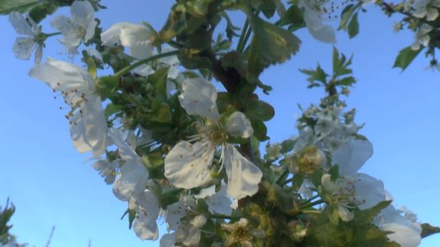 19.Раннее утро!!! Цветут черешни!!! смотреть онлайн