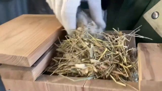 В Московском зоопарке на зиму заснули бурундуки смотреть онлайн