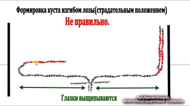 ? Как ПРАВИЛЬНО и без ОШИБОК формировать виноград ИЗГИБОМ ЛОЗЫ или ПЕТЛЕЙ. Страдательное положение. смотреть онлайн
